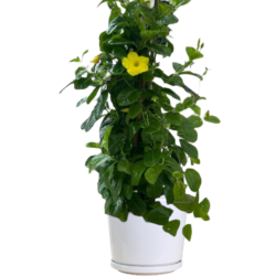 Mandevilla sanderi